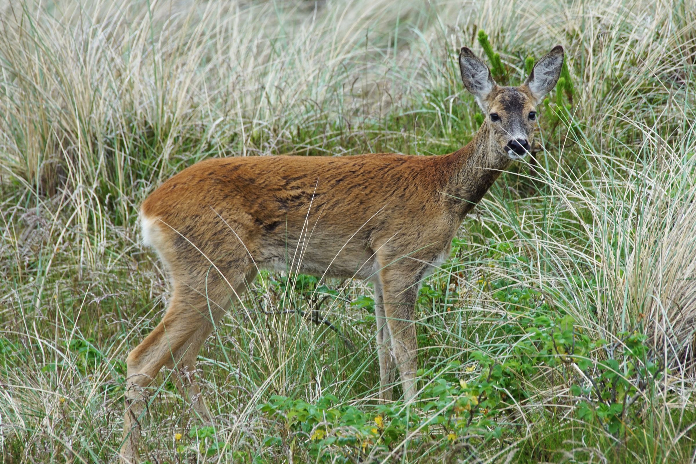 Reh Vejers Strand Garten 11.00 Uhr